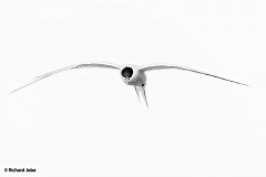 Arcitic-Tern-denoise