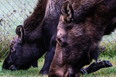 Mother Moose & son, Anchorage AK