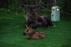 cow moose and calf,Anchorage, AK