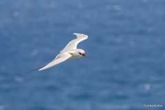 Red-Tailer Tropicbird, Kauai, HI