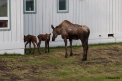 cow moose and twin calves,Anchorage, Ak