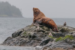 Sea Lion, Prince William Sound, Ak