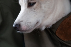 Husky in a pack, Talkeetna, Ak