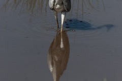 Grey Heron,Lake Nakuru, Kenya