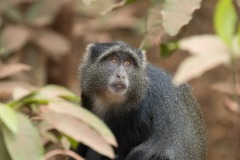 Blue Monkey,Lake Manyara,Tanzania