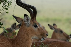 Impala, Lake Nakuru, Kenya