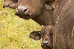 Water Buffalo, Tanzani