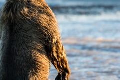 Brown bear, Chitna Ak