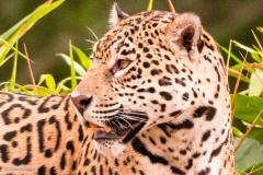 Jaguar, Pantanal, Mato Grosso,Brazil