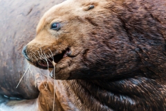 Sea Lion, Valdez, Alaska