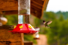 Ruby-Throated Hummingbird,ProsperJunction, Cherokee Park, Co