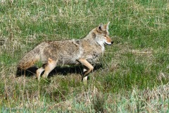 Coyote, RockyMountain National Park, CO