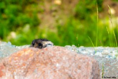 Browei Marmot, Indépendance Mine, Hatchers Pass, Ak