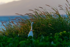 white crane Maui,Hi