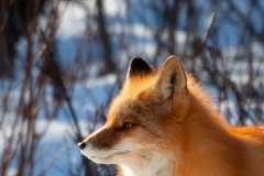 Red fox Anchorage Ak