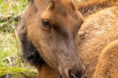 Momma Elk and her 15 minute old baby,Rocky Mountain National Parl