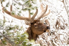 Elk, Rocky Mountain Park,Co