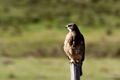 Red Tail Hawk, Cherokee Park, Co