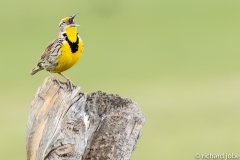 Western Meadowlark, Cherokee Park, Co