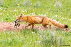 Red fox serving up dinner, Cherokee Park,Co