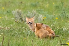 Red fox and kit, Cherokee Park,Co