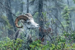 Rocky Mountain Mountain Goat, Muncho Lake,BC