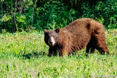 Brown Bear, Watson Lake, Ak Hwy, Canada