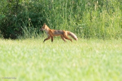 Female Red Fox, Point MacKenzie, Ak