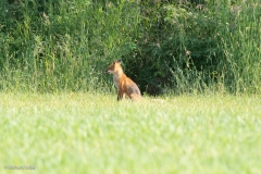 Female Red Fox, Point Mackenzie, Ak