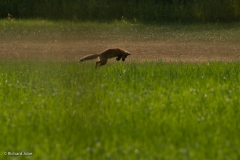 Red fox kit, Point Mckenzie, Ak