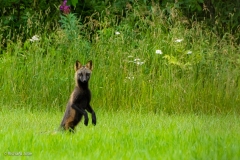 Male Cross Fox, Point Mckenzie, AK