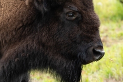 Bison,Point McKenzie,AK