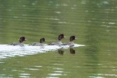 Family of loons, Point Mackenzie, Ak