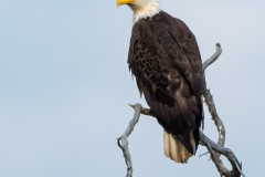 Bald Eagle,Knik Goose Bay rd, AK