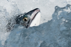 Pink Salmon, fish weir, Valdez, Ak