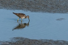 Short billed Dowitcher,Anchorage, Ak