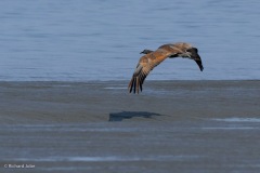 Sand Hill Crane, Anchorage, Ak