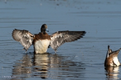 duck,Anchorage, Ak