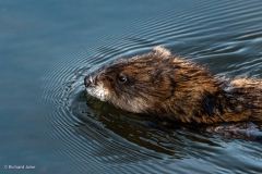 Muskrat, Westchester Lagoon, Anchorage, Ak