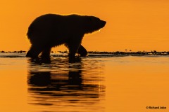 PolarBear, Kaktovik