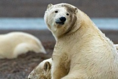 Polar Bear,Kaktovik