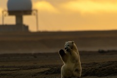 Polar Bear cub, Kaktovik