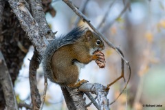 Squirrel, Rocky Mountain Park, Co