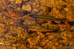 Brook Trout, Sprague Lake, Rocky Mountain Park, Co