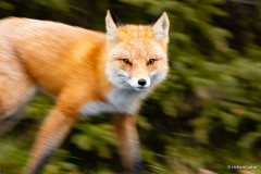 Red Fox Anchorage,Ak