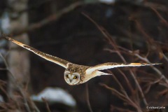 ShortEared Owl, Anchorage Ak