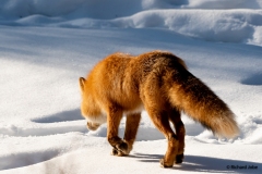 Red fox, Anchorage, AK