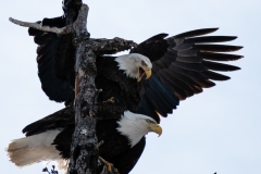 Bald Eagles